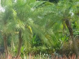 palmeira fenix  (à partir)