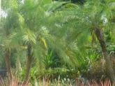palmeira fenix  (à partir)