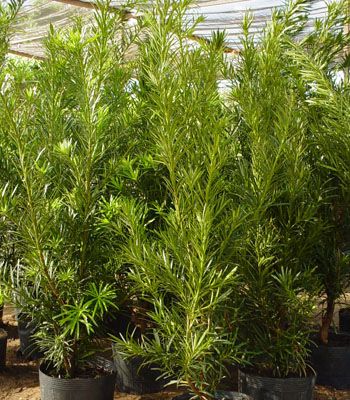 podocarpus